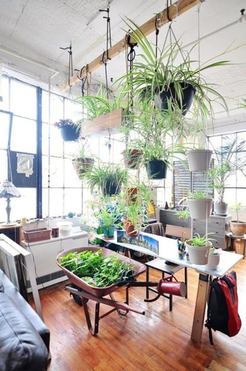 Beautiful oversized hanging plants for indoor style