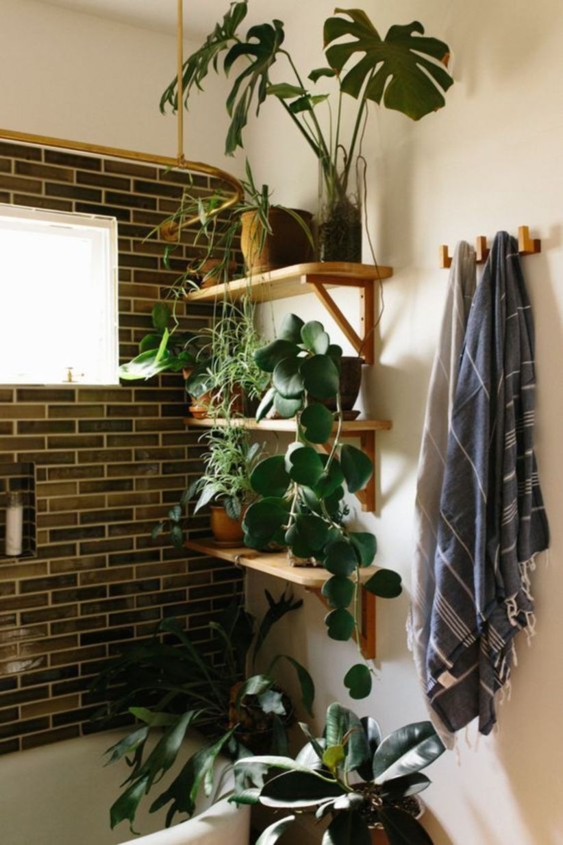 Best indoor plants for bathroom ideas