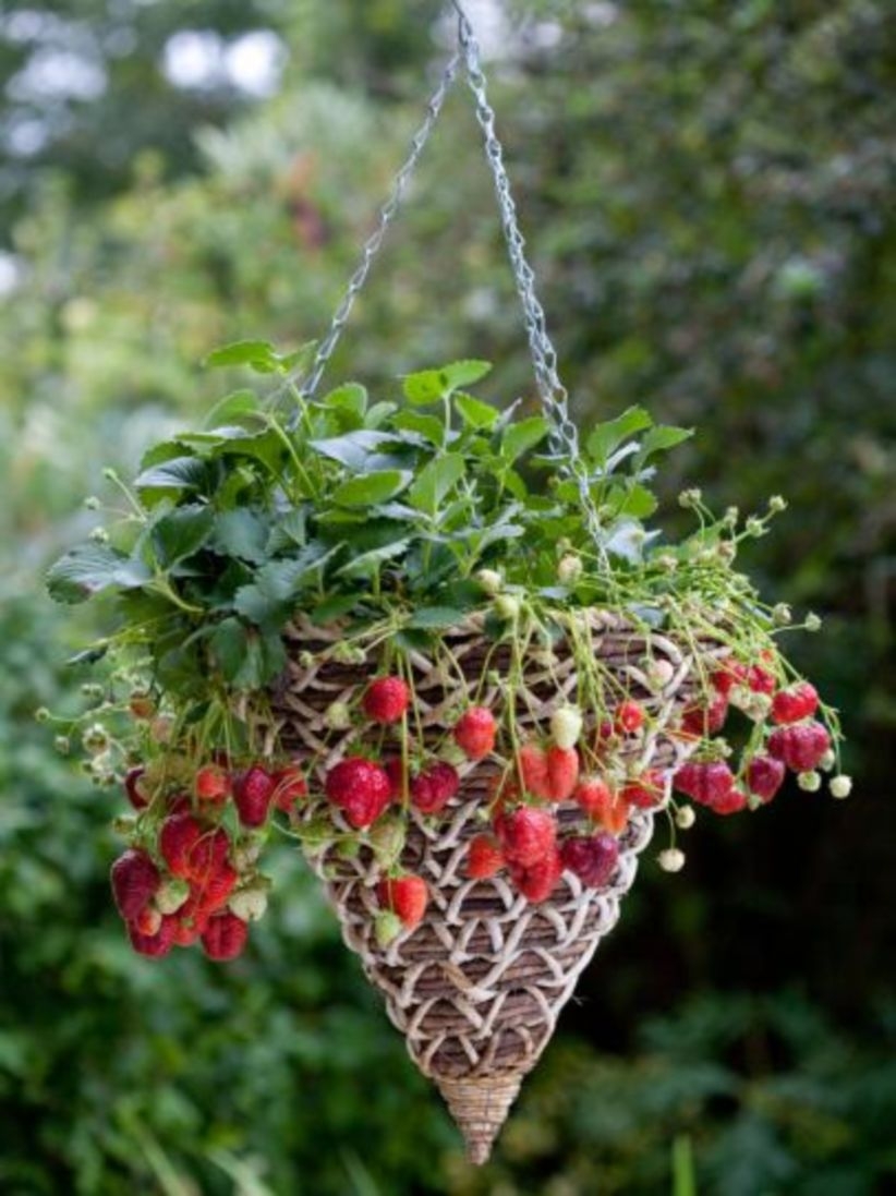 35-creative-ways-to-grow-strawberry-at-your-garden-godiygo-com