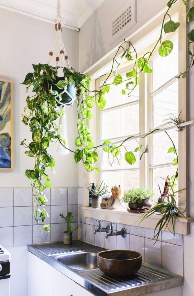 Kitchen indoor plants to make a difference in your kitchen
