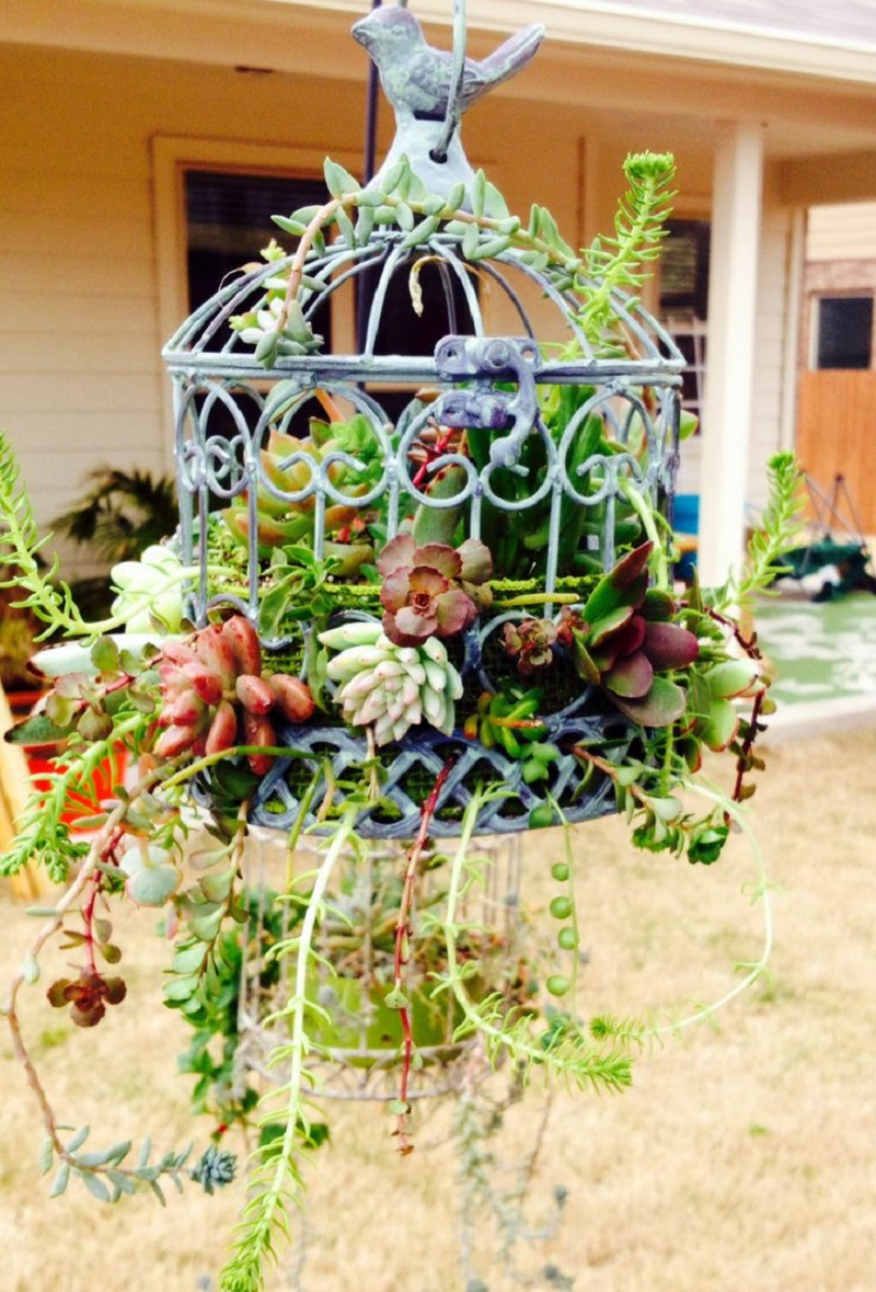 Mini-garden within a birdcage planter