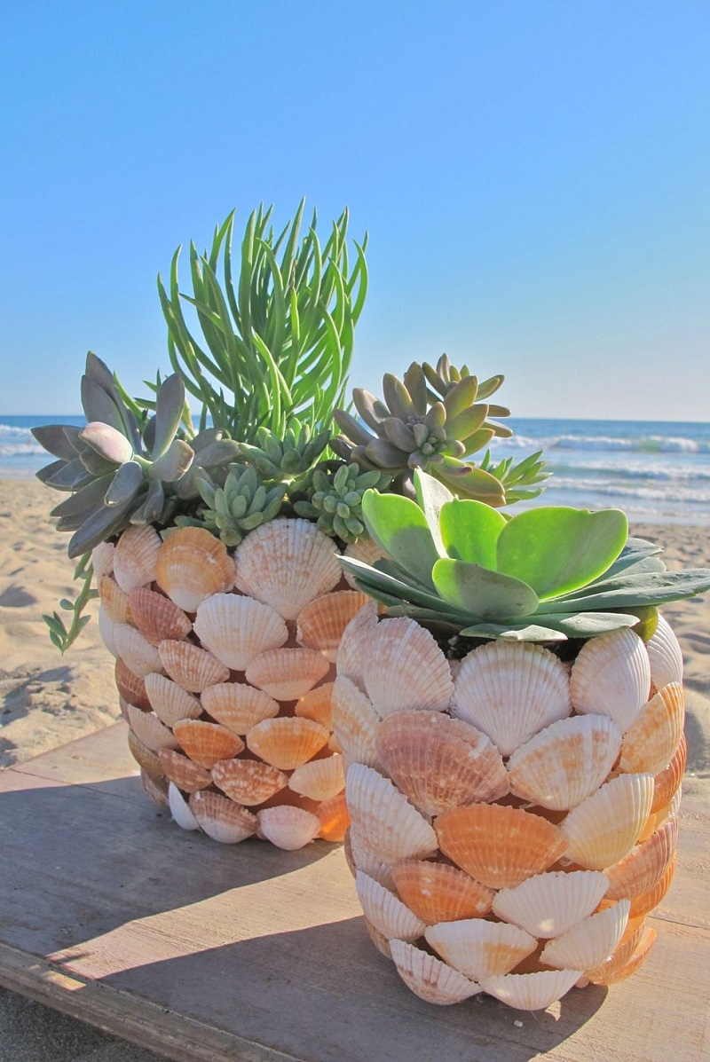 Sea shells succulents