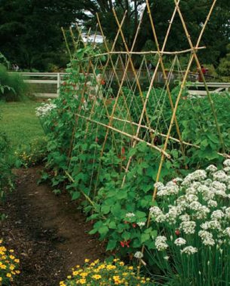 Bamboo trellis