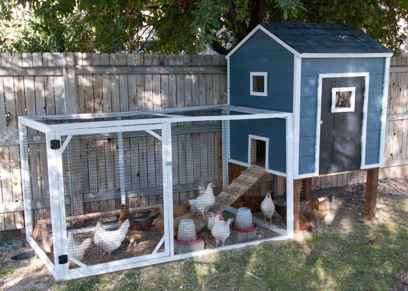 Navy blue chicken coop