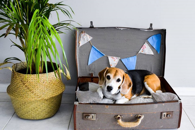 Suitcase for Dog Bed