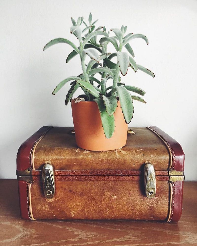 Suitcase For Plant Stand