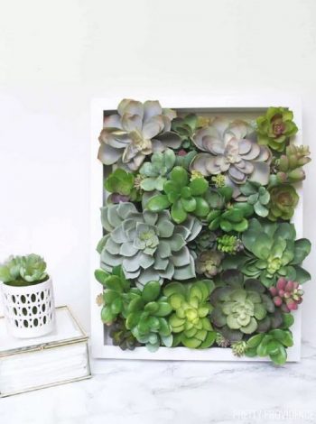 Wonderful succulent in a box