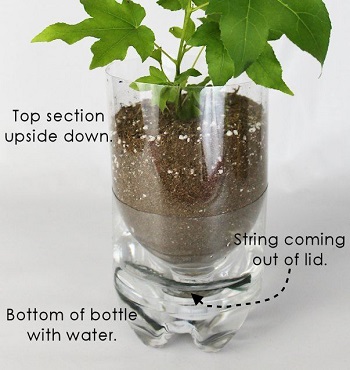 A recycled bottle for diy self-watering planter Crafting DIY Self-Watering Planters You Can Do