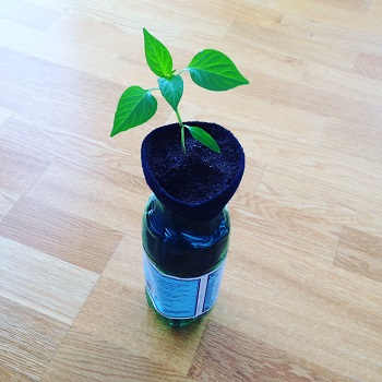 One cut soda bottle self-watering planter Crafting DIY Self-Watering Planters You Can Do