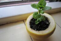 Diy citrus peel seed starter pods
