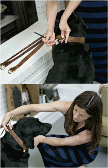 Repurpose leather belt dog collars DIY Repurposing Ideas Of Leather Belts For Fashion And Style