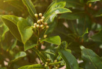 Bay leaf plants