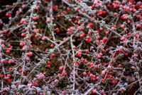 Cotoneaster in winter