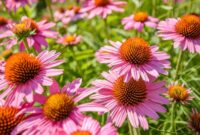 Echinacea for colds