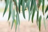 Eucalyptus free plant for health