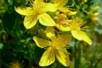 Hypericum perforatum