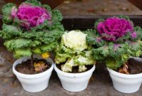 Ornamental brassicas during winter