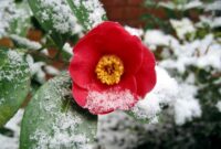 Winter blooming camellia