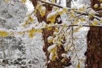 Witch hazel in winter