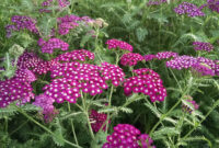 Yarrow flower for bleeding