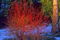 Red twig dogwood shrub in winter